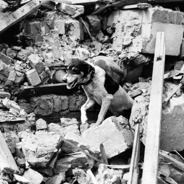 The Buzz Bomb Dog. "Bill" the heavy rescue mascot working with his colleagues on the blitz site in southern England today. July 1944