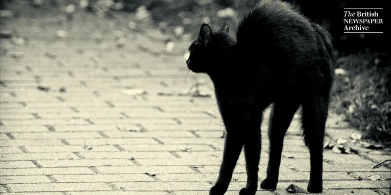 Black cat