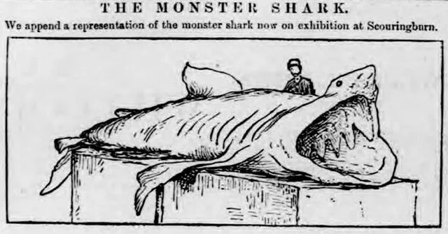 An image of a monster shark, printed by the Dundee Courier