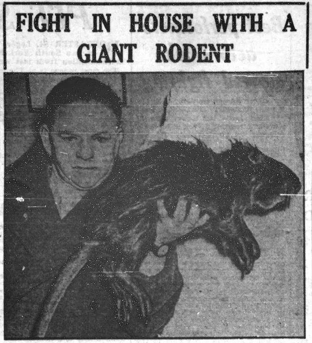 This image of a giant rodent appeared in the Yorkshire Evening Press in 1951.
