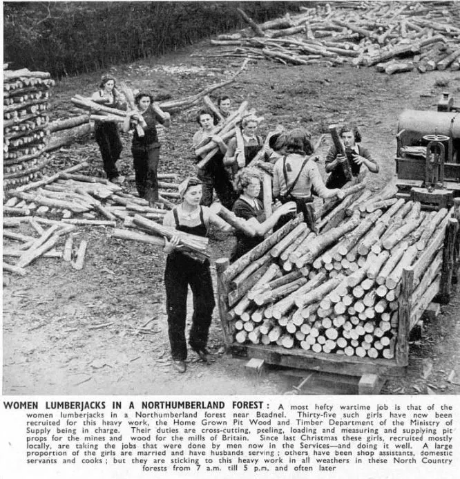 TImber Corps