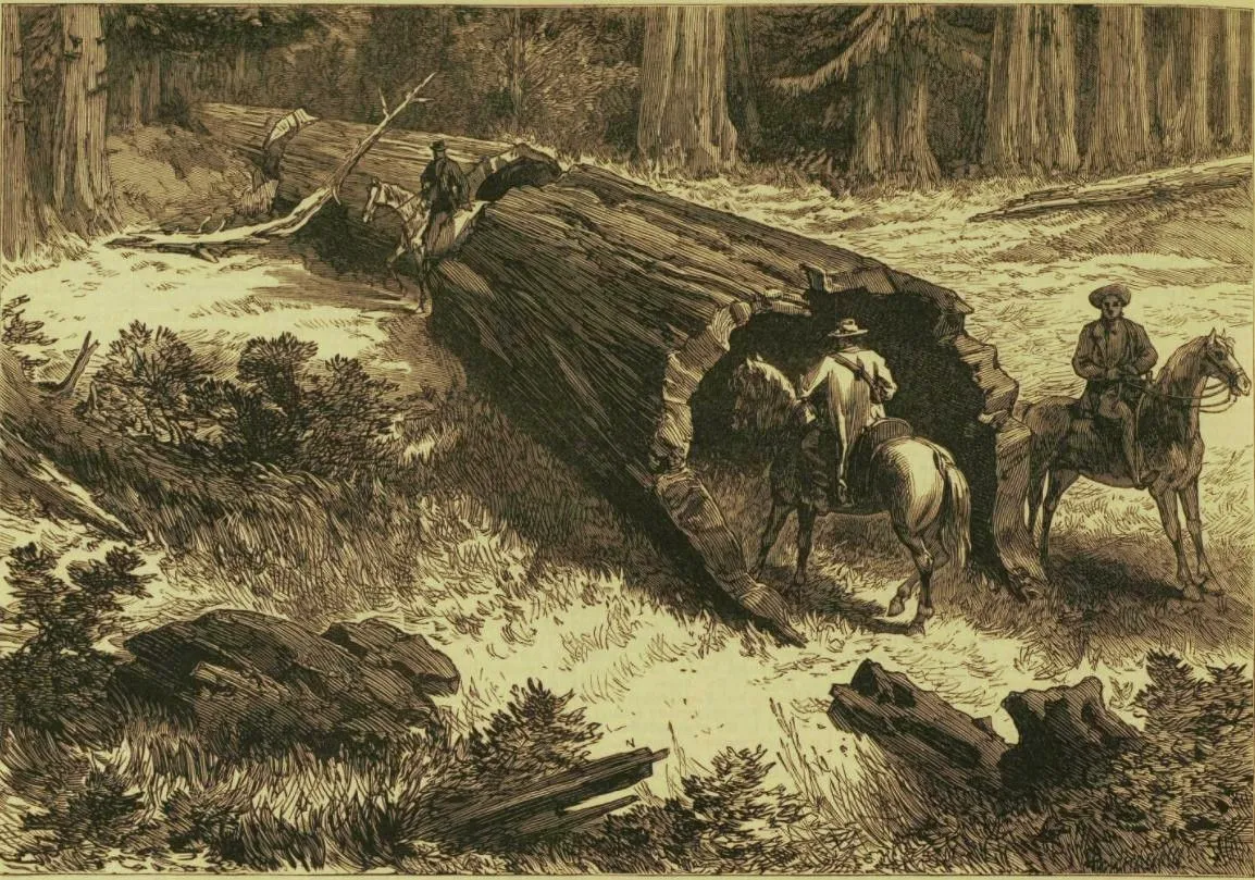 Sequoia Tree, Yosemite, 1877