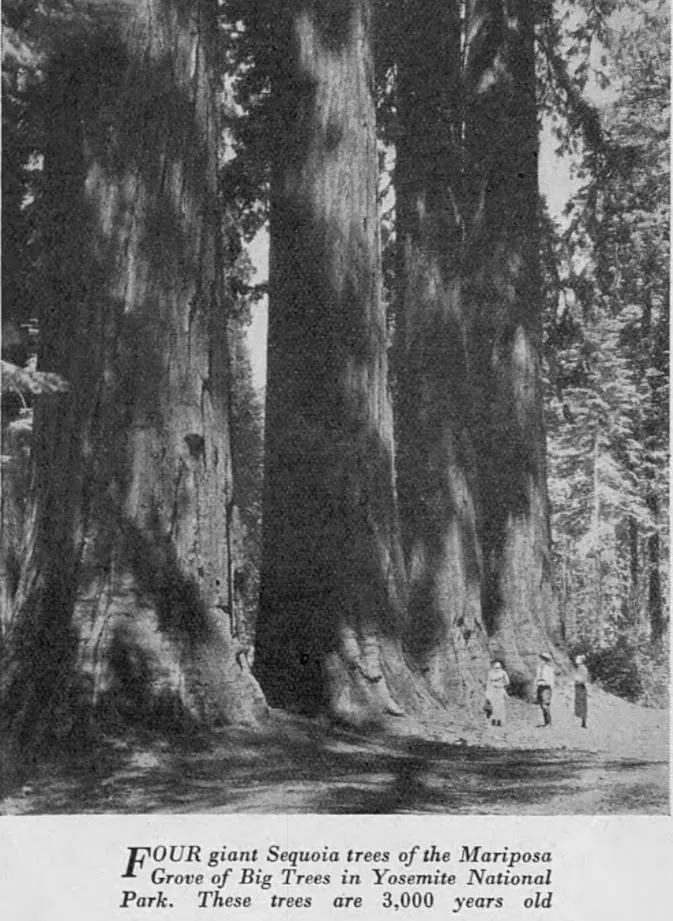 Four giant Sequoia trees of the Mariposa Grove of Big Tress