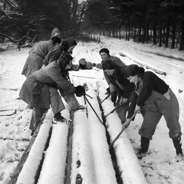 A group of women from the Women’s Land Army work together in a snowy forest, using tools to strip bark from long tree trunks laid out in rows